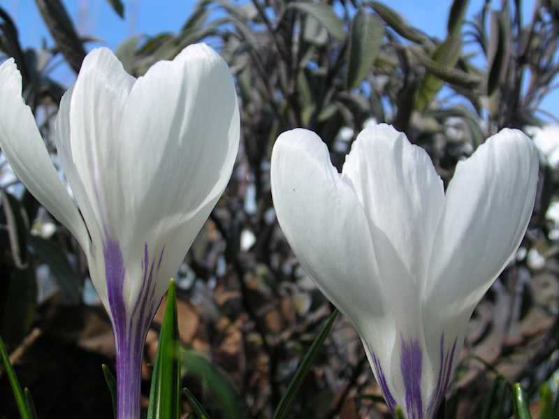 Frühlingskrokus, Schwertliliengewächs. Blütezeit: März – April. Die Farbe der Blüte schwankt von weiß bis violett – wobei weiß viel häufiger vorkommt.