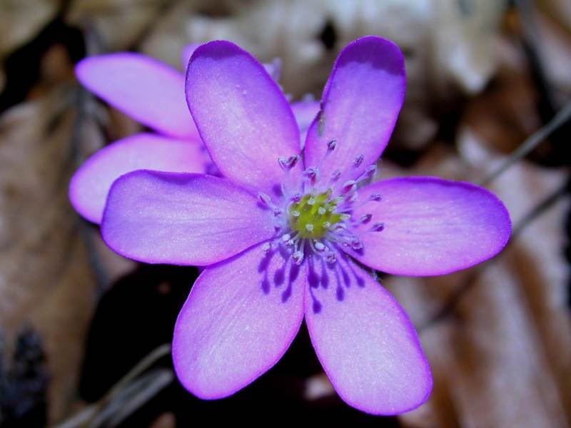 Leberblümchen, Hahnenfußgewächs. Blütezeit: März – Mai. Wird auch „Märzblümchen“ genannt. Die Samen werden von Ameisen verbreitet.