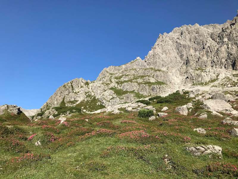 Almrosen am Anstieg zur Totalphütte