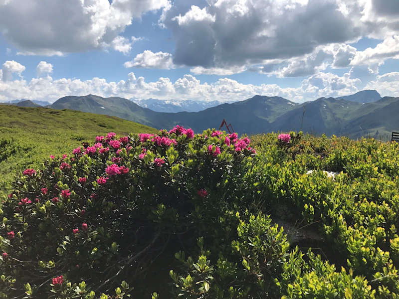 Almrosen auf dem Schattberg