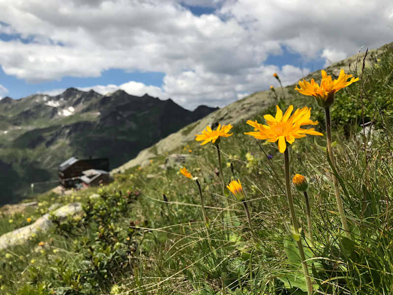 Arnika mit der Hütte im Hintergrund
