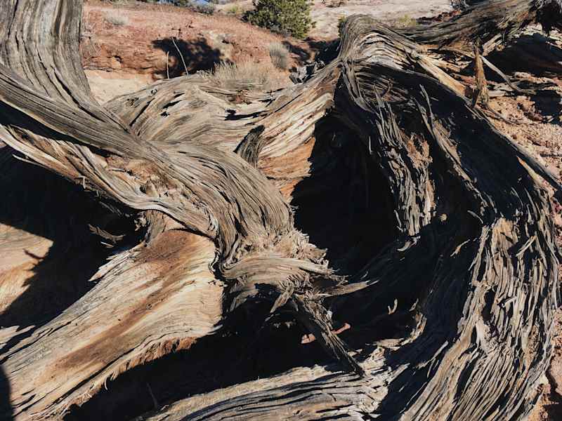 Ana Zirner Colorado River