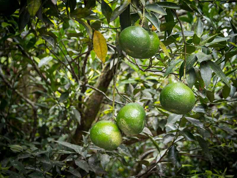 Reisestory Ecuador Intag Valley