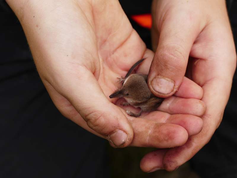 Reise Neufundland Kanada Rad