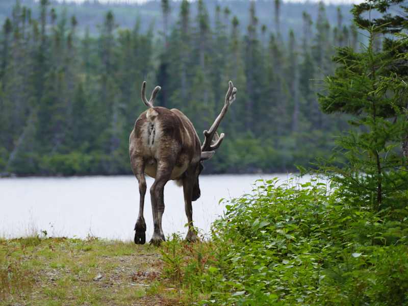 Reise Neufundland Kanada Rad