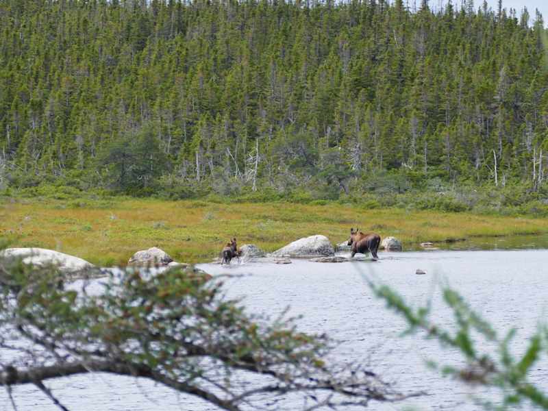 Reise Neufundland Kanada Rad