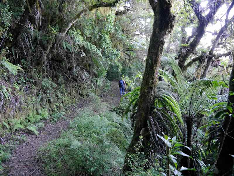 Blue Mountain Peak Trail