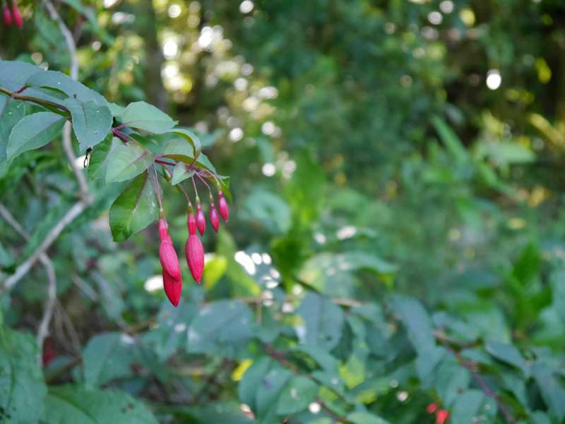 Blue Mountain Peak Trail