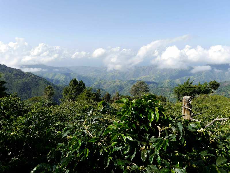 Blue Mountains Jamaika