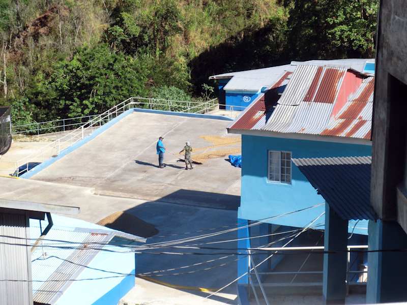 Blue Mountains Jamaika Kaffee