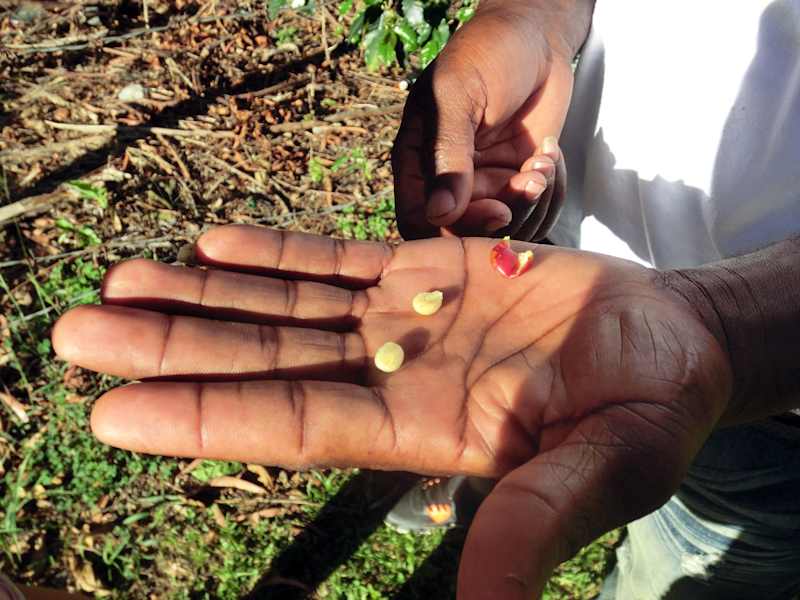 Blue Mountains Jamaika