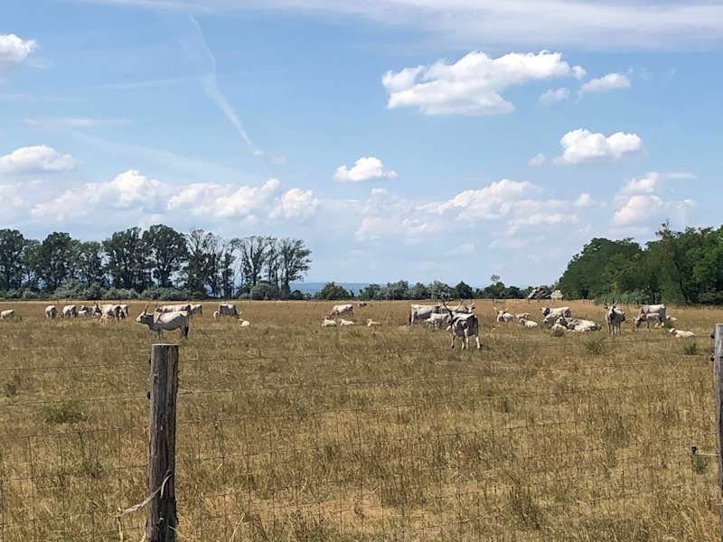 Burgenland Extrem Sommer 2021