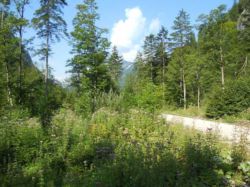 „Tal der Schmetterlinge“: Das Ellbachtal