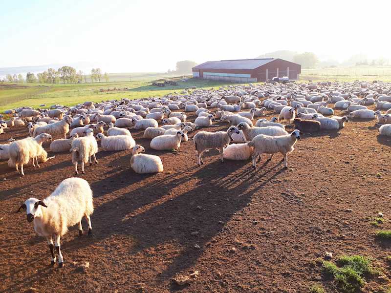 Jakobsweg Jessica Fuchs