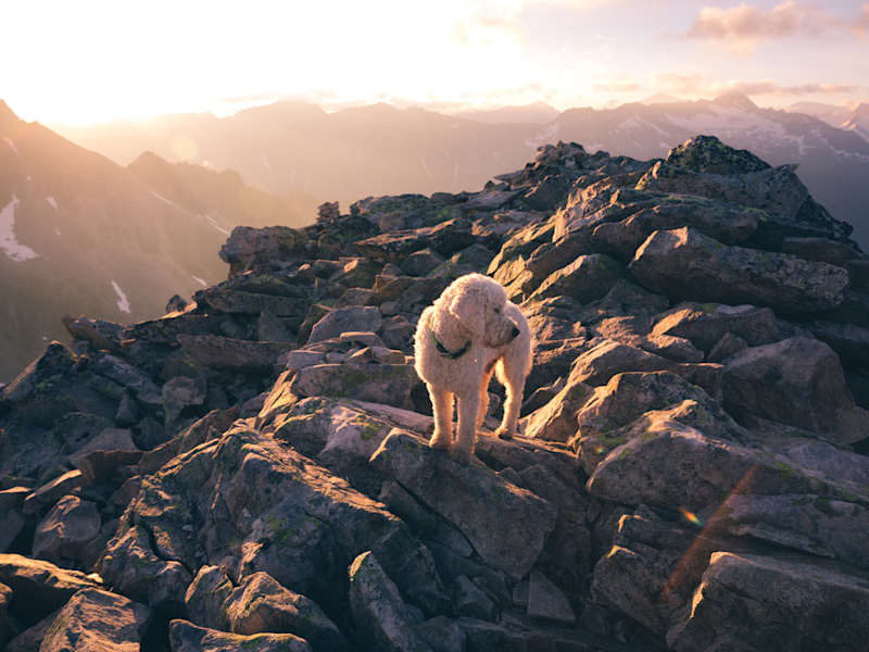 Climbersforfuture am Gipfel des Großvenediger