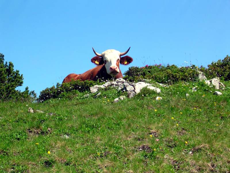 Auf der Kasberg-Almrunde genießen auch die Kühe die herrliche Aussicht