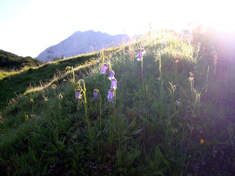 Die Bärtige Glockenblume ist vom Tau noch nass