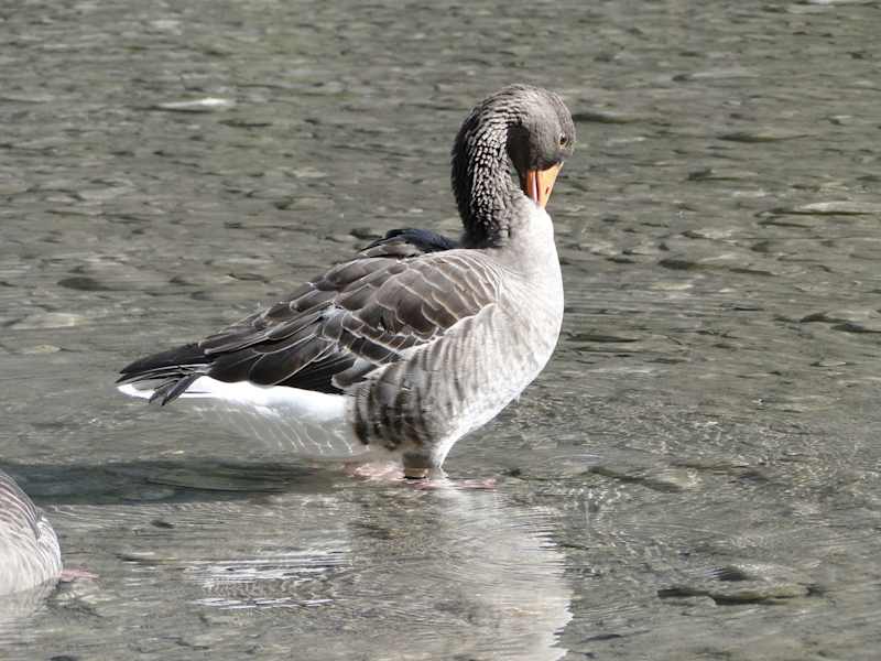 In der Konrad-Lorenz-Forschungsstation kann man auch heute noch die Graugänse besuchen