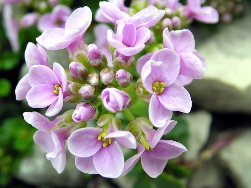 Die Bärtige Glockenblume ist vom Tau noch nass