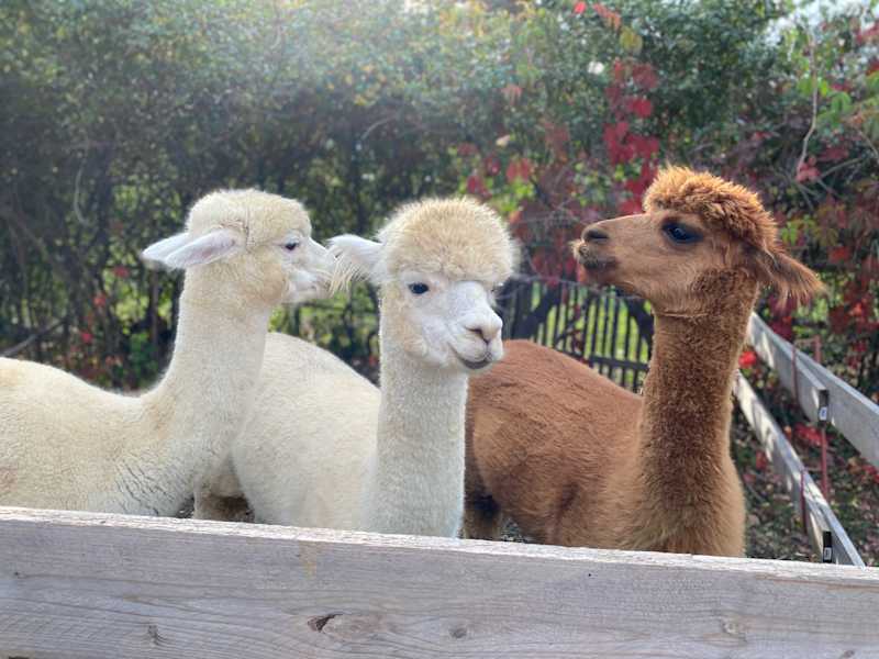 Alpaka-Wanderung in Niederösterreich