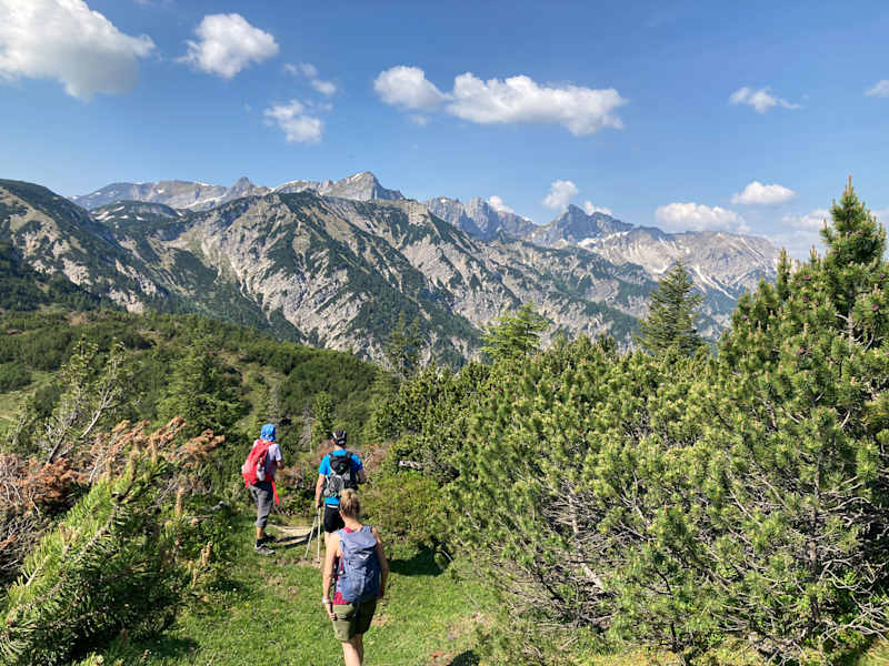 Latschen am Zireiner See