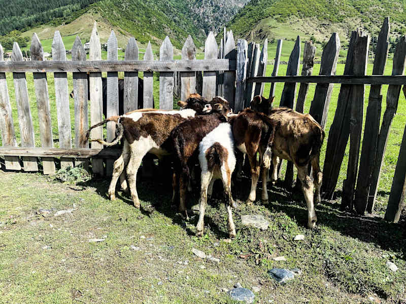 Ana Zirner Kaukasus Swanetien