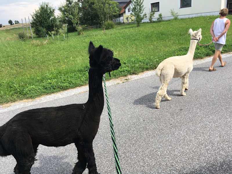 Alpakas Wandern