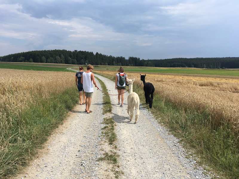 Alpakas Wandern