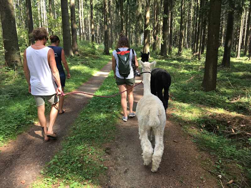 Alpakas Wandern
