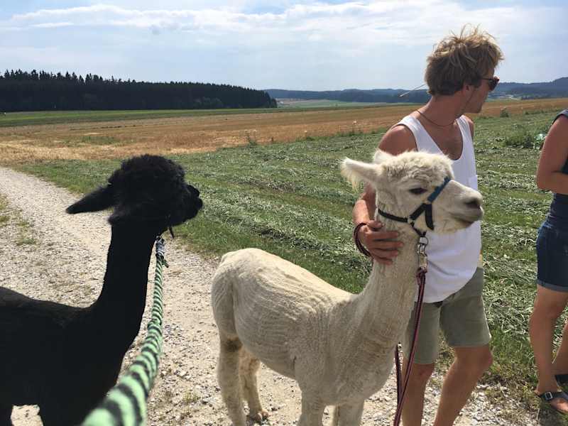 Alpakas Wandern