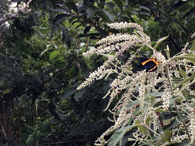 Luan Shan Forest Museum Taiwan Blog Martin Foszczynski