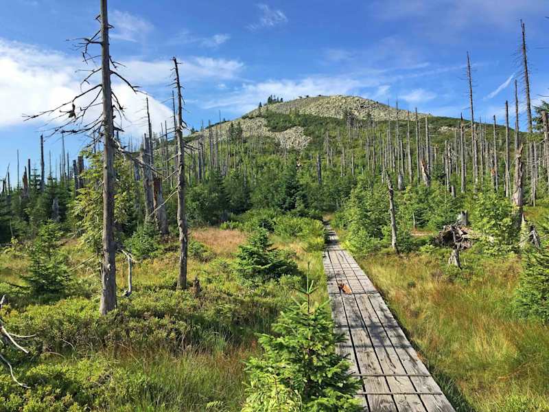 Hier am Lusen darf sich der Wald von selbst wieder regenerieren.