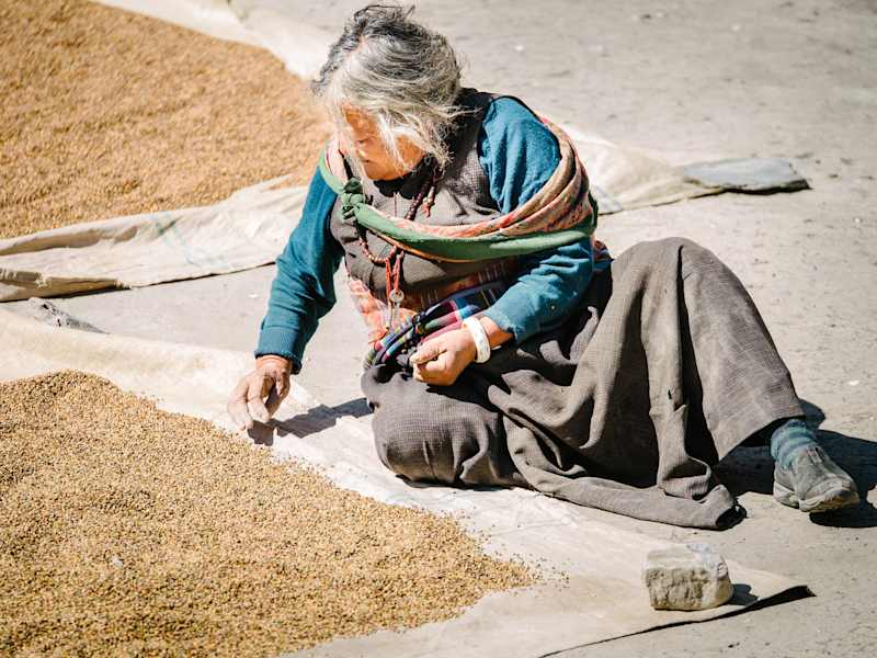Nepalesin trocknet Getreide