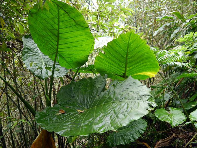 Taiwan Sandiaoling Waterfall Trail Martin Foszczynski