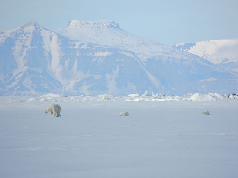 Die Eisbären erspähen wir gerne vom Boot aus.