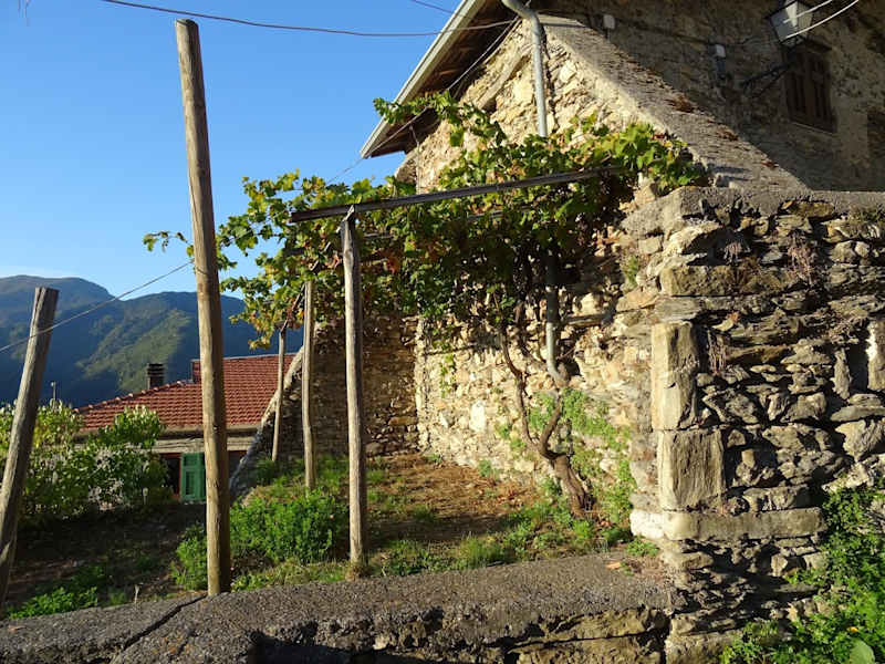 Weinpergola in Triora