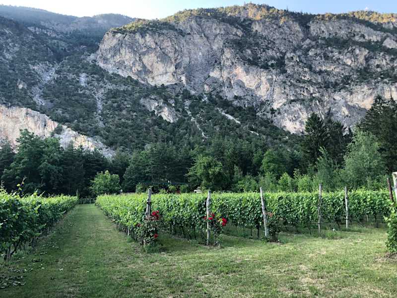 Weingarten Zoller-Saumwald