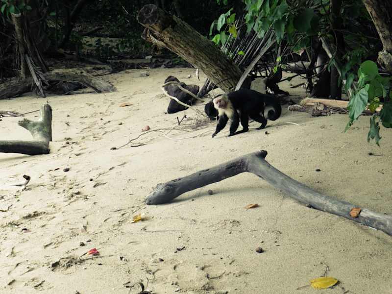 Nationalpark Cahuita Costa Rica