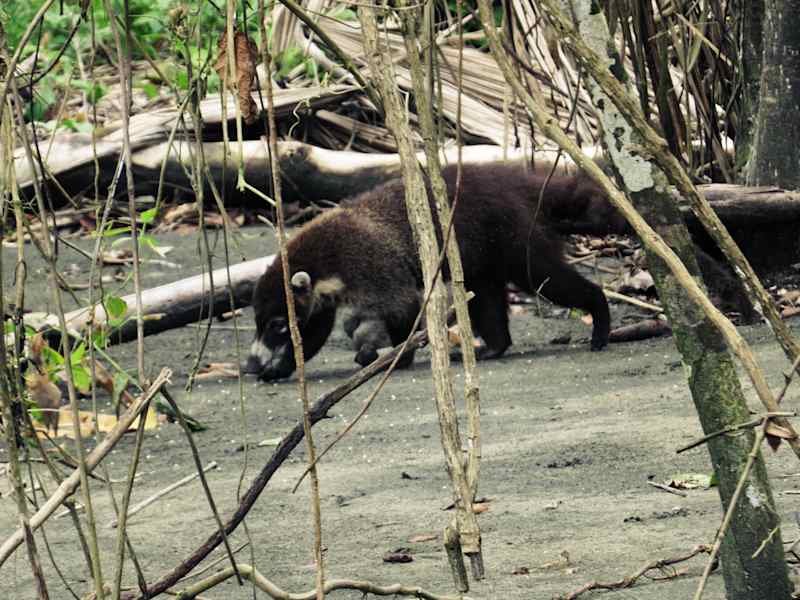 Nationalpark Cahuita Costa Rica