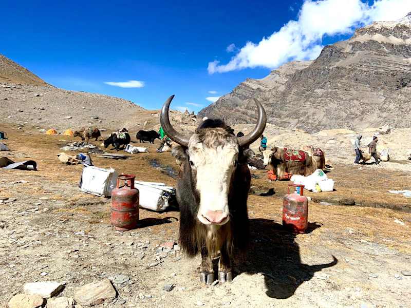 Yak Dhaulagiri VII Basecamp