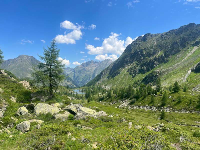 Wunderschöne Almböden mit Lärchen und Almrosen