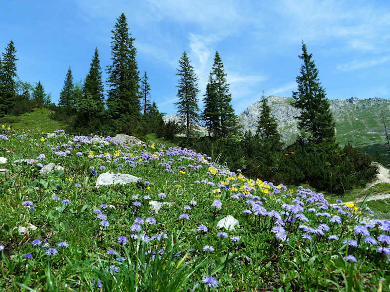 Blumenvielfalt im Karwendel