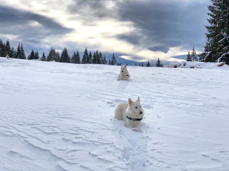 Diese zwei weißen Schäferhunde fühlen sich sichtlich wohl in der verschneiten Umgebung