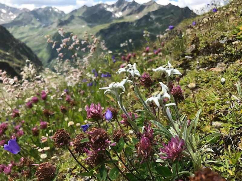 Direkt unter der Hütte findet man Edelweiss