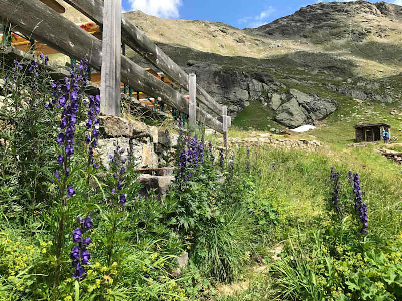 Der Brunnen ist von blühendem Eisenhut umgeben