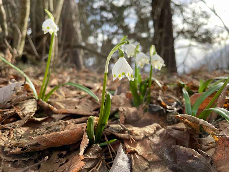 Fühlingsknotenblumen nutzen die Zeit, wenn die Bäume noch keine Blätter haben. Sie gehören zu den ersten, die ihre Köpfchen der Sonne entgegen strecken.