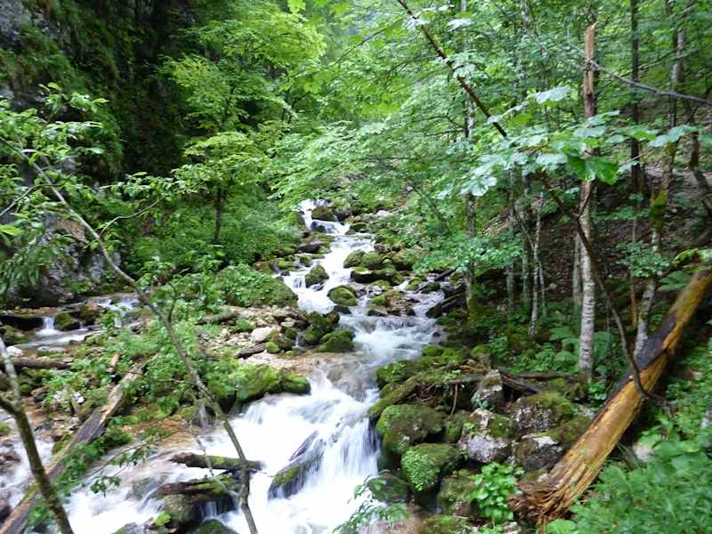 Undurchdringbare Schluchtwälder gehören ebenso zum Gesäuse.
