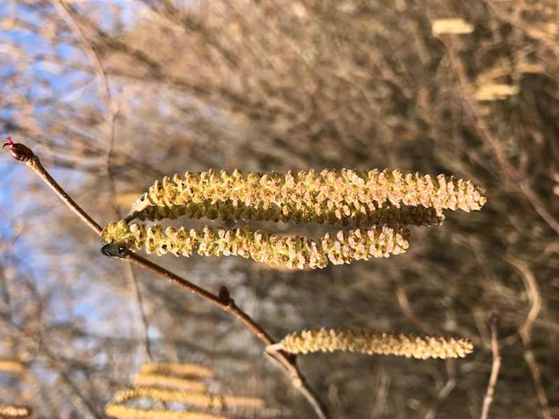 Die Hasel steht in voller Blüte und die Pollen werden vom Wind abgeholt.