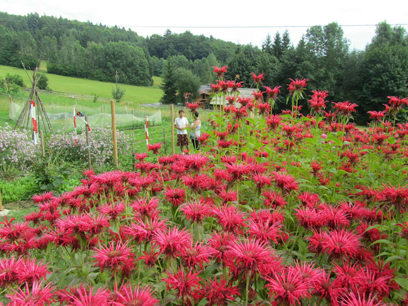 Kräutersteig bei Klaffer in Oberösterreich