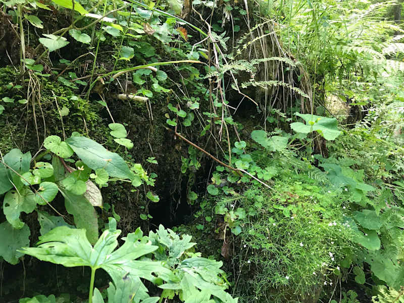 Wo die Natur sich frei entfalten darf - Nationalpark Kalkalpen